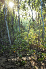 Mangrove forests are ecosystems that contain a variety of plants and animals, a source of energy, a source of food, and a habitat and refuge for many species of animals. Ban Laemchabang community mang