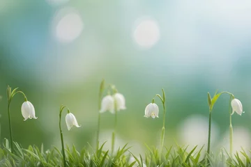 Draagtas Abstract summer nature background with evenly trimmed short green grass and white lilies of the valley and a light blue blurred background in fine bokeh, copy space available © polack