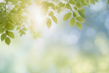 Obraz premium Deciduous tree branch with bright sun in the background. The leaves are green, blurred background with closed sides at the back and places for text