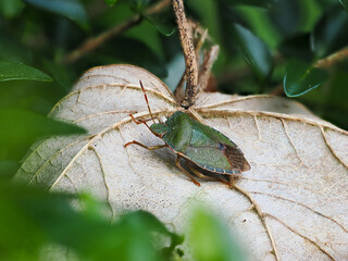 Common Green Shieldbug on Leaf