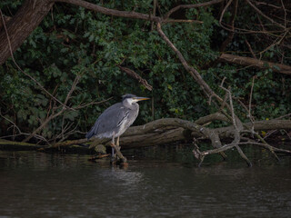 Grey Heron on Branch in Lake