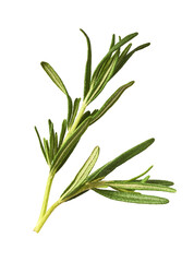 Fresh green rosemary herb falling in the air isolates on white background
