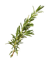 Fresh green rosemary herb falling in the air isolates on white background