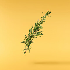 Fresh green rosemary herb falling in the air isolates on yellow background