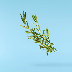 Fresh green rosemary herb falling in the air isolates on blue background background