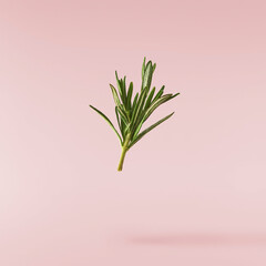 Fresh green rosemary herb falling in the air isolates on pink background background