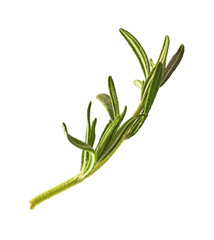 Fresh green rosemary herb falling in the air isolates on white background