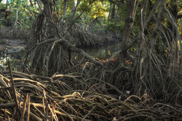 Mangrove forests are ecosystems that contain a variety of plants and animals, a source of energy, a source of food, and a habitat and refuge for many species of animals. Ban Laemchabang community mang