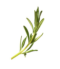 Fresh green rosemary herb falling in the air isolates on white background