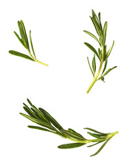 Obraz premium Fresh green rosemary herb falling in the air isolates on white background