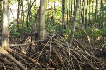 Mangrove forests are ecosystems that contain a variety of plants and animals, a source of energy, a source of food, and a habitat and refuge for many species of animals. Ban Laemchabang community mang