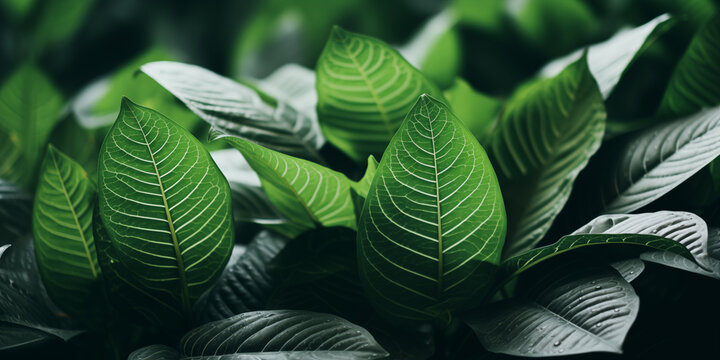 Background with dark green leaves closeup