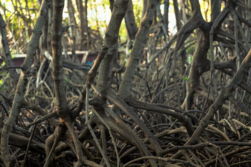 Fototapeta na wymiar Mangrove forests are ecosystems that contain a variety of plants and animals, a source of energy, a source of food, and a habitat and refuge for many species of animals. Ban Laemchabang community mang