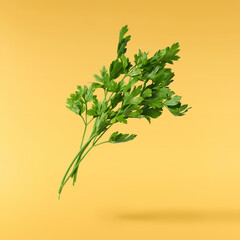 Fresh green Parsley herb falling in the air isolates on yellow background