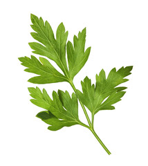 Fresh green Parsley herb falling in the air isolates on white background