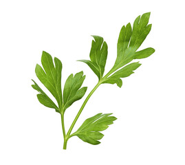 Fresh green Parsley herb falling in the air isolates on white background