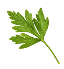 Fresh green Parsley herb falling in the air isolates on white background