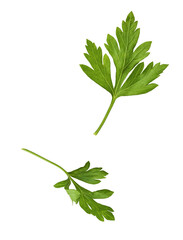 Fresh green Parsley herb falling in the air isolates on white background