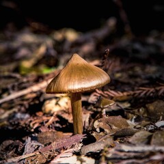mushroom in forest