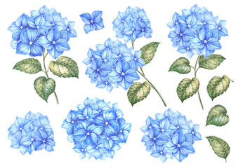 Set of differents flower hydrangeas on white background. Watercolor floral illustration