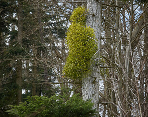 Large Mistletoe Bush on Tree Trunk
