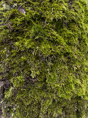 a close view of green moss on a tree trunk in a wild park