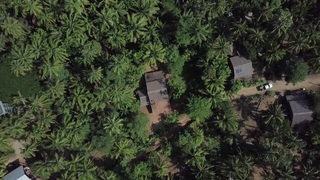 House between palm trees on a beach of the ocean, tropical forest on the Pacific coast, Coconut trees and other trees with a house between it in Jogja, Indonesia, Exotic luxury resort wooden houses 