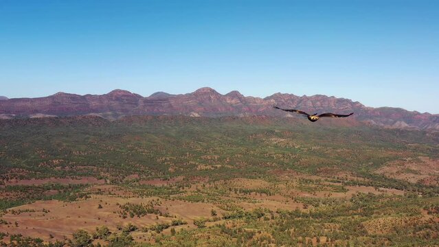 Huge raptor eagles flying over Wilpena Pound in Flinders ranges of South Australia.
