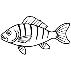 fish isolated on white background