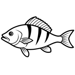 fish isolated on white