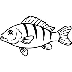 fish isolated on white