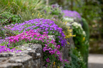 Colourful purple and pink flowered aubretia trailing plants growing on a low rockery wall at Wisley...