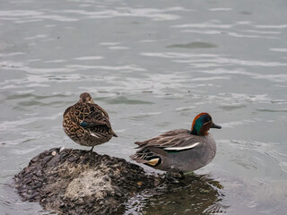 コガモのペア