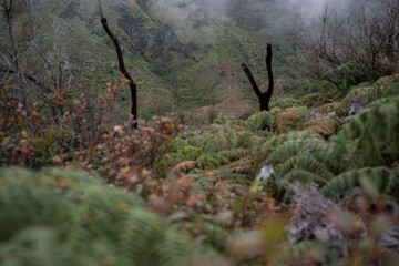 View of vegetation on the peak of Mount Bromo, East Java, Indonesia