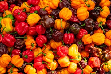 Very colorful and pretty chili peppers