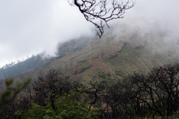View of vegetation on the peak of Mount Bromo, East Java, Indonesia