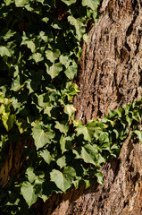ivy growing on a tree