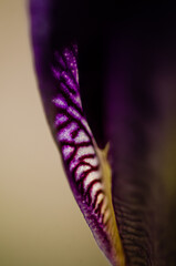 close up of purple iris flower