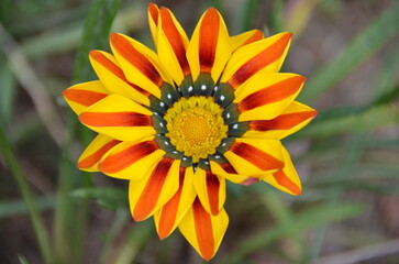The Gazania flower of South African origin is known for its bright and striking colors, which include shades of orange, yellow and red.