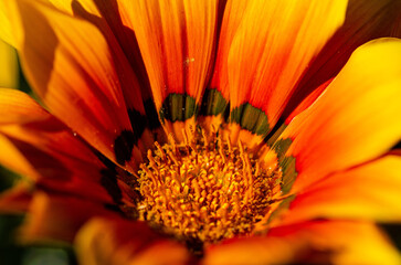 close up of an orange sunflower