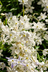 white flowers in spring