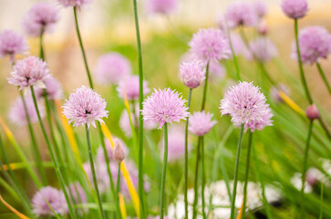 field of allium flowers