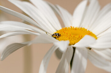 Obraz premium ladybird on a daisy flower