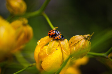 ladybirds on yellow flower