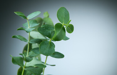 Eucalyptus plant leaves. Fresh Eucalyptus close up, on light gray background, scented, essential oil. Aromatherapy. 