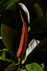 new leaf of a rubber tree