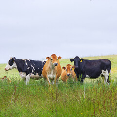 Cow herd in field