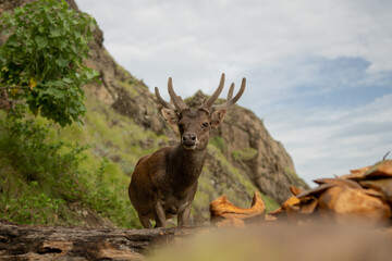 A deer looking for food on the beach