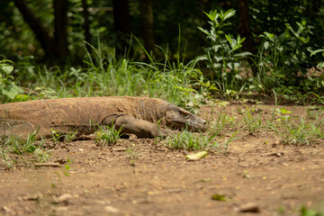 Komodo is endemic animal to Indonesia and is the largest species of lizard