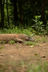 Komodo is endemic animal to Indonesia and is the largest species of lizard